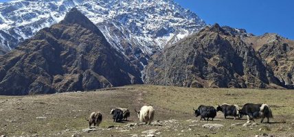 हिमपात र अत्यधिक चिसोका कारण बेसी झरे मनाङका चौँरी