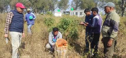 अवैध रुपमा काटिएको रुखबारे अनुसन्धान सुरु