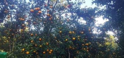 गोरखाको याङदीबाट एक करोडको सुन्तला बिक्री