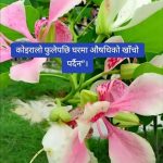 मानिस स्वास्थ्यका लागी “अचुक” काेइरालाेकाे फूल