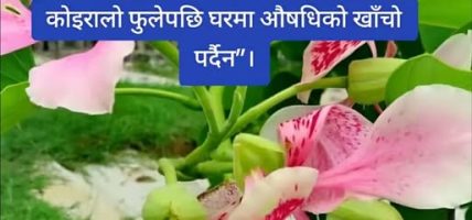 मानिस स्वास्थ्यका लागी “अचुक” काेइरालाेकाे फूल