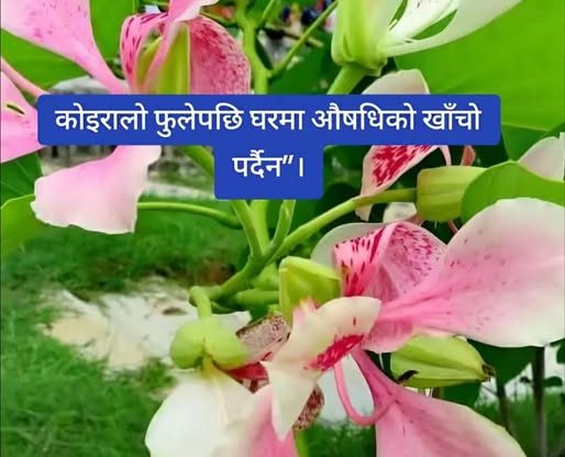 मानिस स्वास्थ्यका लागी “अचुक” काेइरालाेकाे फूल