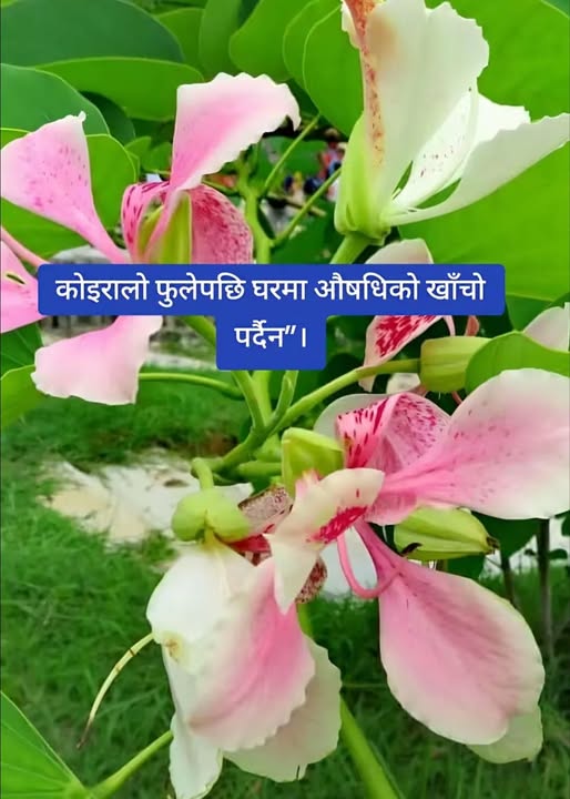 मानिस स्वास्थ्यका लागी “अचुक” काेइरालाेकाे फूल