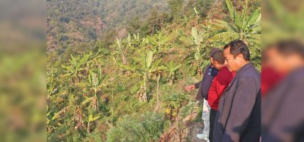 व्यावसायिक बन्दै केरा खेती