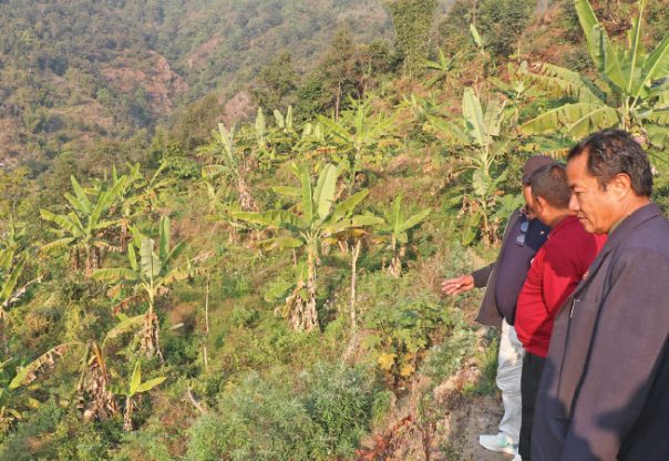 व्यावसायिक बन्दै केरा खेती