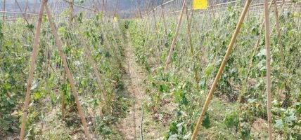 असिनाले काक्रो खेती नष्ट, पालुङटारका किसान मारमा