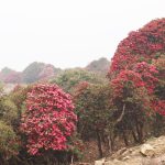 तीनजुरे क्षेत्रमा फुल्न थाल्यो गुराँस (फोटो फिचर)