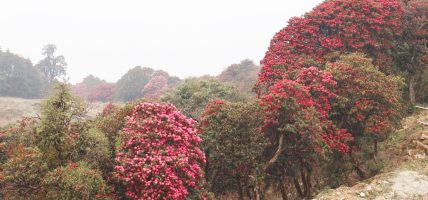 तीनजुरे क्षेत्रमा फुल्न थाल्यो गुराँस (फोटो फिचर)