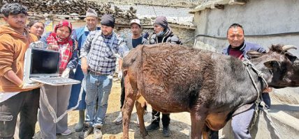 हिमाली गोठमा अल्ट्रासाउन्ड सेवा