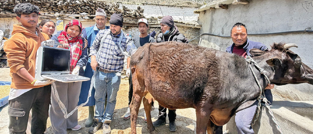 हिमाली गोठमा अल्ट्रासाउन्ड सेवा