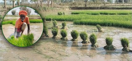 सुख्खा सहन सक्ने धान लगाउन किसानलाई सुझाव