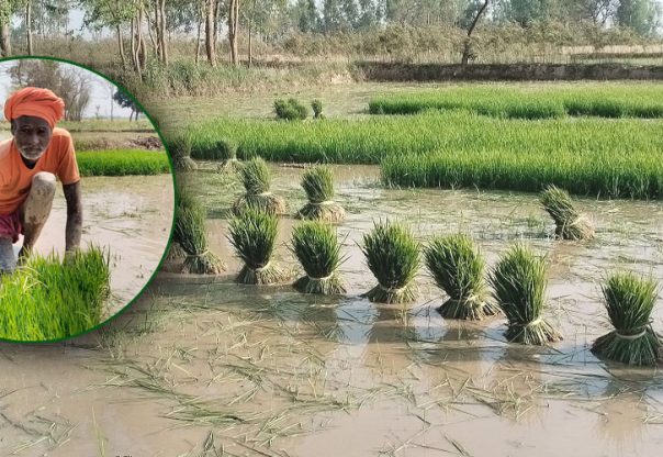 सुख्खा सहन सक्ने धान लगाउन किसानलाई सुझाव