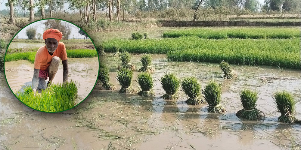 सुख्खा सहन सक्ने धान लगाउन किसानलाई सुझाव