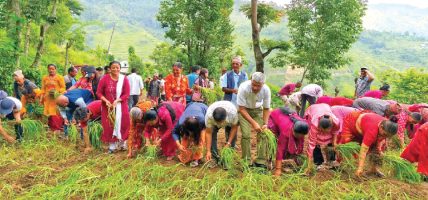 ‘सुपर फुड’ बन्दै कोदोको परिकार