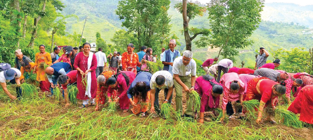 ‘सुपर फुड’ बन्दै कोदोको परिकार