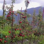 पाक्न थाल्यो स्याउ तर बाटो बन्द