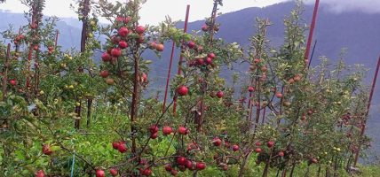 पाक्न थाल्यो स्याउ तर बाटो बन्द