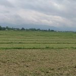 सिँचाइ अभावमा खेत बाँझै, किसान चिन्तित