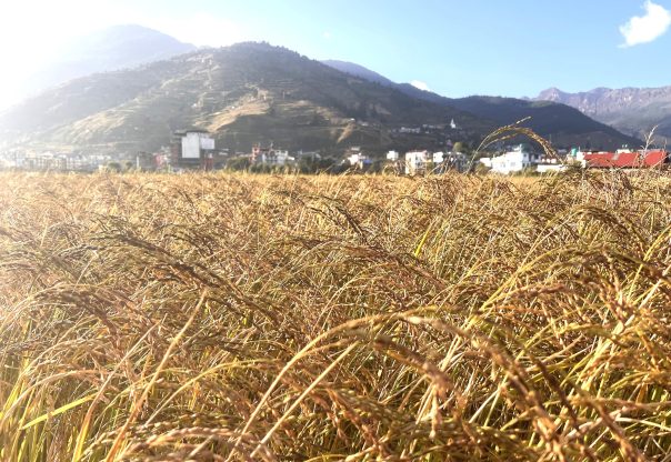 जुम्लामा मार्सीधान पाक्न थाल्यो